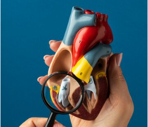 Exploring Cutting-Edge Cardiology: The Best Treatments for Heart Health